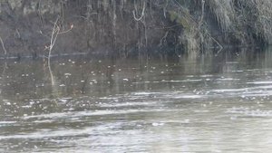 рыбалка на маховую удочку - река Десна