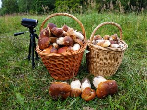 БЕЛЫЕ ГРИБЫ В ЕЛЬНИКЕ!!! МЫ ОХРЕНЕЛИ!!!