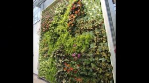 Зеленые стены