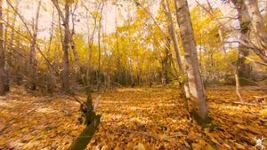 Autunm Forest Trip on FPV Drone / Путешествие по осеннему лесу