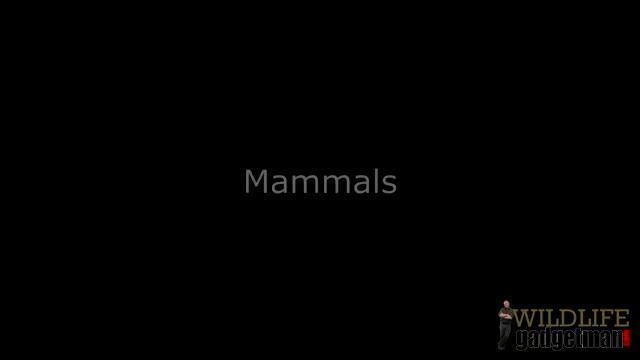 Wildlife Gadgetman Pulsar Quantum HSQ19 Thermal Imager Review смотреть онлайн