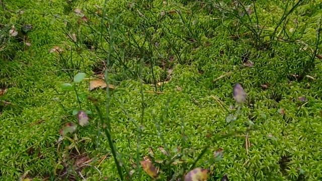 После Черноморского в Питерский лес за грибами. сентябрь 2022 смотреть онлайн