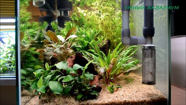 Вьетнамка в аквариуме. Выпуск 2. смотреть онлайн