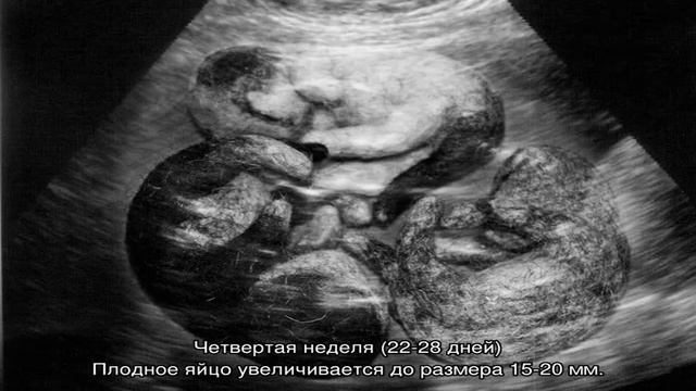 Беременность кошки по неделям: календарь