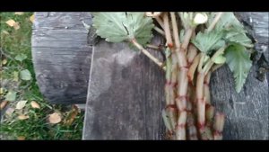 Как сохранить бегонию клубневую зимой для повторного цветения в следующем сезоне?