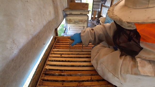 Почему матки породы Backfast являются идеальным выбором для пчеловодов смотреть онлайн