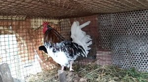 Гусята, индюки, мускусные утки, карликовые куры!