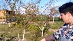 Грибное заболевание персика - коккомикоз