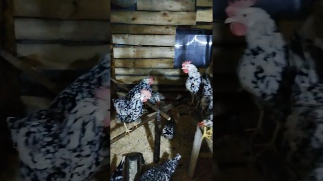 Инкубационные яйца породистых кур