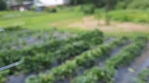 Шикарный душистый сорт Мара Де Буа Второе плодоношение