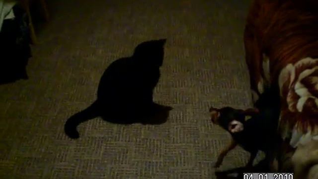 игры животных смотреть онлайн