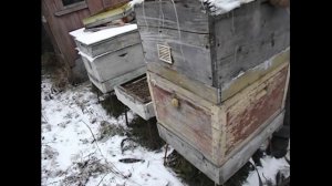 методика однокорпусного улья с магазинами - часть 1 ( подготовка к зимовке на воле )