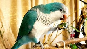 ПОЗНАКОМИМСЯ? Я - ЖОРА!  СТИШОК ДЛЯ ОБУЧЕНИЯ ПОПУГАЯ ГОВОРИТЬ. УРОК ДЛЯ ПОПУГАЯ.