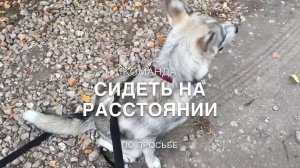 Дрессировка собак.С Вами кинолог спикер Севостьянова Наталья