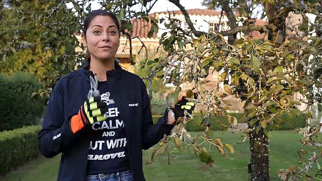 Como y cuando podar nuestros árboles, plantas y arbustos ✂🌳 смотреть онлайн