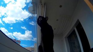Ориентал разговаривает с птицами