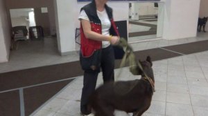 Доберман Вика. Занятие по дрессировке (ОКД): команда Рядом. Тольятти, 19 сентября 2017.