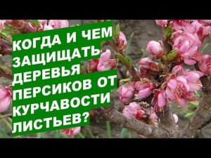 Можно ли вылечить деревья персиков от курчавости листьев?Is it possible to cure peach leaf curl?