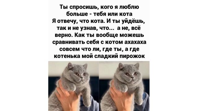 Новогодние огонёчки) Приколы с котами | Мемозг #492 смотреть онлайн