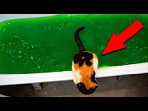 Китай Бугага утопил кота в лизунах!! ШОК!!!!