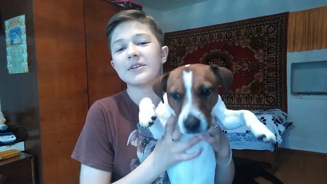 Уход за лапами собаки? | воск для лап смотреть онлайн