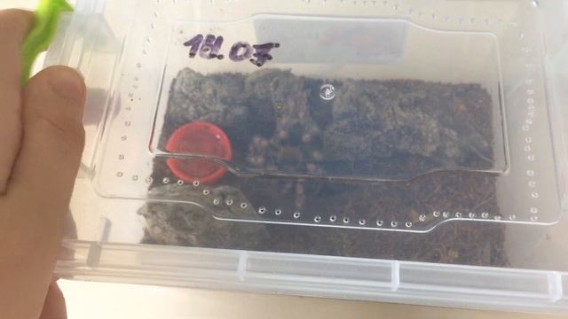 Пауки птицееды.Обзор коллекции!Пауки для новичков!!! смотреть онлайн