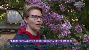 Бель де Нанси vs Красавица Москвы: настоящий фестиваль цветущей сирени в Ботаническом саду