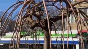 ДЕКОРАТИВНАЯ ПЛАКУЧАЯ ШЕЛКОВИЦА.  ПОРА НАУЧИТЬСЯ ПРИВИВАТЬ ДЕРЕВЬЯ!