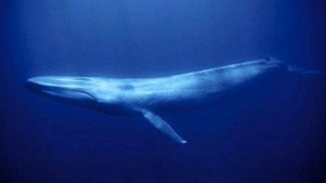 The Great Whale - Composed and Produced by Guy Richardson