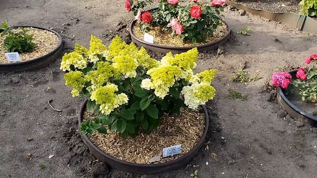 Метельчатая гортензия Сандей Фрейз