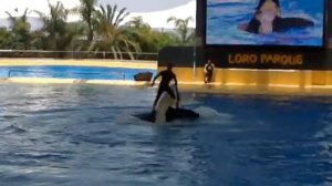 Выступление Касаток на Тенерифе.  Лоропарк