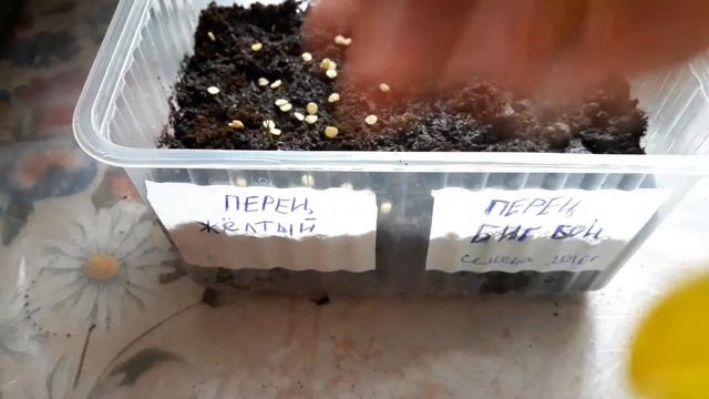 Семена из покупного перца что взойдёт
