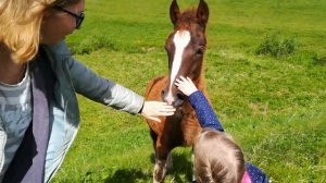 Лошадки На Лугу, маленький Жеребенок !