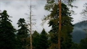 Гостиница «Green House» (Грин Хаус): отдых в Архызе за 600 руб/сут.