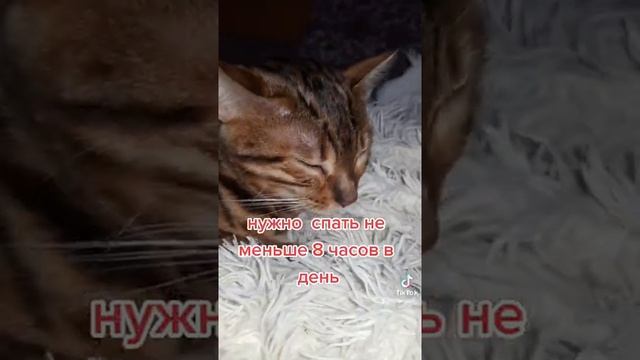 Кот:Сколько Нужно Спать?Cat: How much sleep do you need смотреть онлайн