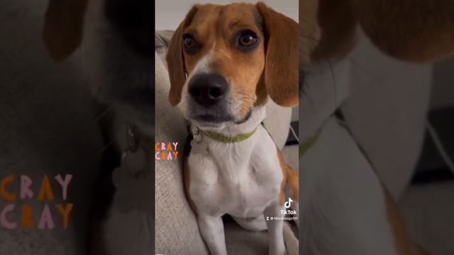 Funny dog video! Send Huggies…. I was a bad boy! #dogs #funny #beagle #cute