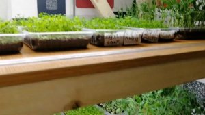 МИКРОЗЕЛЕНЬ МОРКОВЬ И ЩАВЕЛЬ ВЫСТАВИЛ НА СВЕТ / МНОГО ЗЕЛЕНИ #19