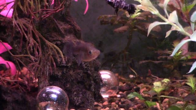 Keeping and Breeding Eastern Mosquitofish (Gambusia Holbrooki) смотреть онлайн