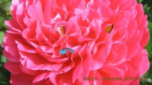 Пион травянистый Генерал Мак-Магон (paeonia) ? обзор: как сажать, рассада пиона Генерал Мак-Магон