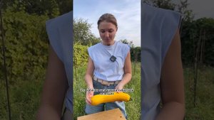 Супер ранний кабачок сибирской селекции! Тонкая кора, мякоть нежнейшая??кабачок Желтоплодный