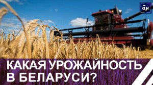 Белорусские аграрии убрали 22 процента площадей зерновых. Панорама