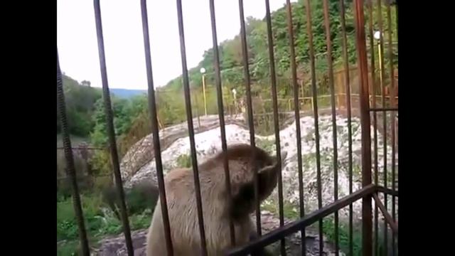 Как говорят животные смотреть онлайн