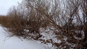 УДАЧНАЯ РЫБАЛКА ХАПУГАМИ...НОВЫЕ МЕСТА-НОВЫЕ ТРОФЕИ... ЭТА СНАСТЬ ДАРИТ КУЧУ ЭМОЦИЙ.