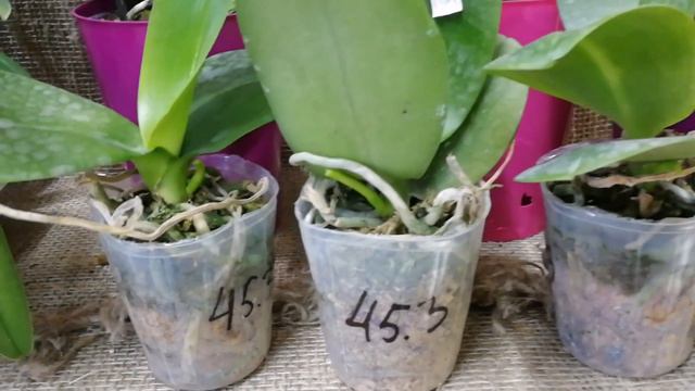 P.Haur Jhih Prince (MC) смотреть онлайн