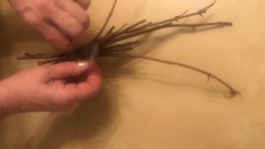 Черенки метельчатых гортензий готовим осенью