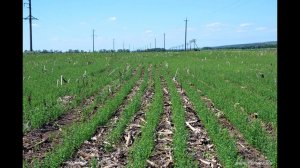 Посевы льна. Технология No-Till. КФХ "Потапов".