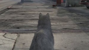 ЭТУ СОБАЧКУ НИКТО НЕ ХОЧЕТ ПРИЮТИТЬ В ГТА 5 ! Я СТАЛ СОБАКОЙ НА 24 ЧАСА В GTA 5