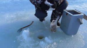 Опять тайга/изба/и озеро/окунь на мармышку/1 часть