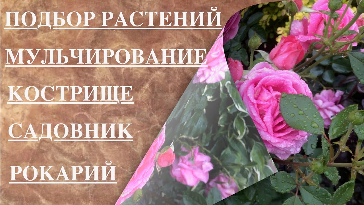 ВОПРОС / ОТВЕТ. ПОДБОР РАСТЕНИЙ. РОКАРИЙ. РОЗЫ. МУЛЬЧИРОВАНИЕ. САДОВНИК.