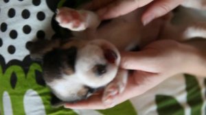 Щенок бигля.Питомник биглей "Alpine Flowers"